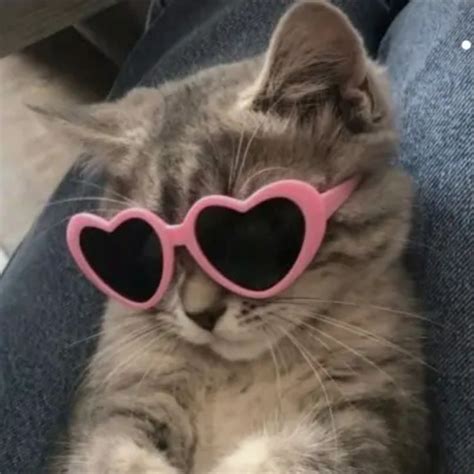 cat glasses pfp|funny cat pictures with glasses.